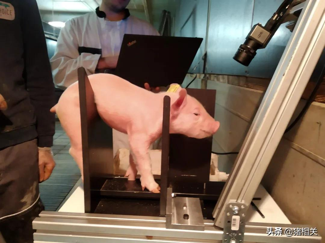 2021国外前沿养猪新技术介绍，可以准确找到优秀公猪