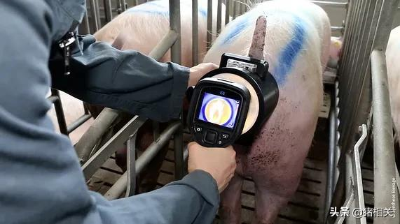 2021国外前沿养猪新技术介绍