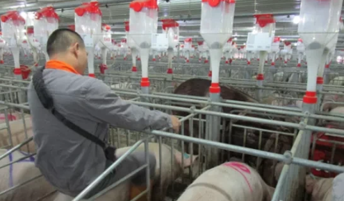 三步法帮养猪人轻松搞定猪场设备维护！