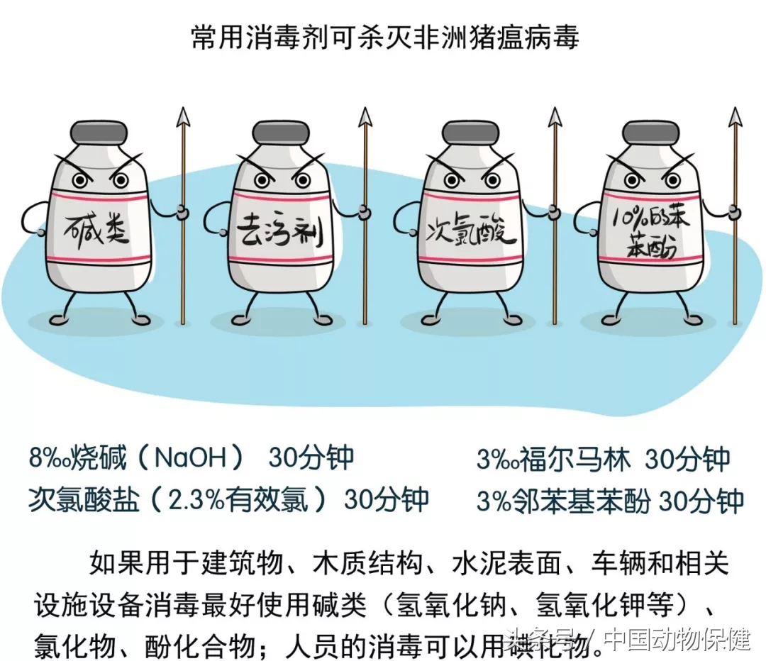 20秒了解如何消灭非洲猪瘟病毒？