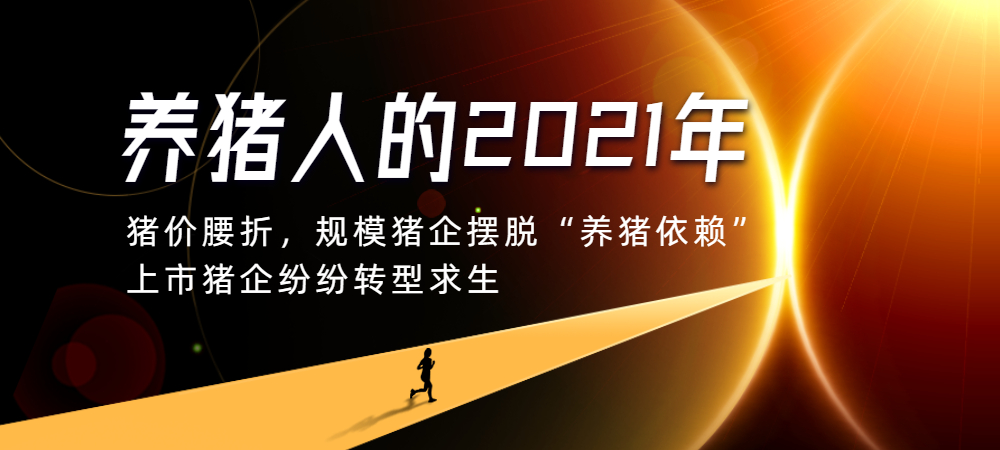 养猪人的2021年：猪价腰斩，“停产”能止损，规模猪企纷纷转型求生！