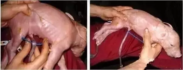 小猪脐带不要舍不得剪，脐带持续流血对仔猪有哪些危害?