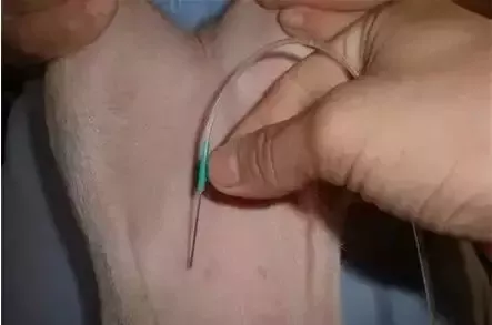对于猪病的防控，哪种给药方式最靠谱？