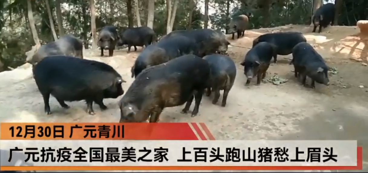 广元青川曾向武汉捐20头生猪的“全国抗疫最美家庭” 家有近百头年猪急出售