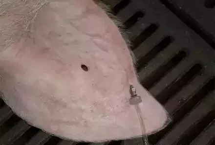 对于猪病的防控，哪种给药方式最靠谱？