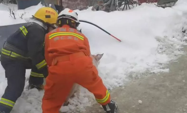 养猪棚被积雪压垮，600多头生猪被埋压；海南查获321头违规输入活猪！