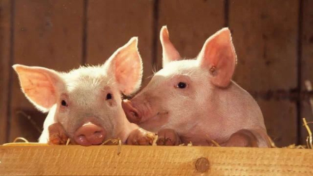 超级猪周期，生猪产业链上下游的中小企业如何借助生猪期货实现突围？