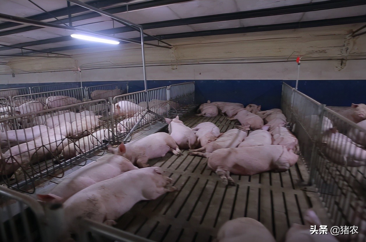 规模化猪场是怎么养猪的？小猪场的生存空间越来越小？
