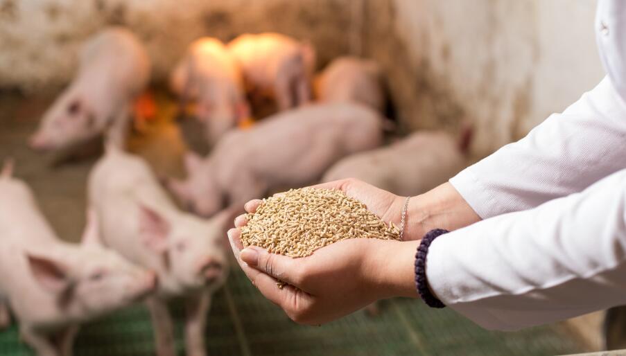 软颗粒教槽料对仔猪断奶前后生产性能及肠道发育的影响