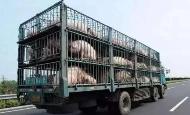 非洲猪瘟“屡防不止”！三起疫情波及2000头猪，养殖户：成片成片死猪，比去年更可怕......