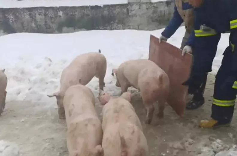 养猪棚被积雪压垮，600多头生猪被埋压；海南查获321头违规输入活猪！