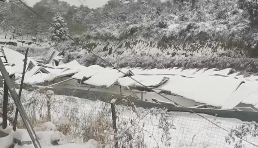 养猪棚被积雪压垮，600多头生猪被埋压；海南查获321头违规输入活猪！
