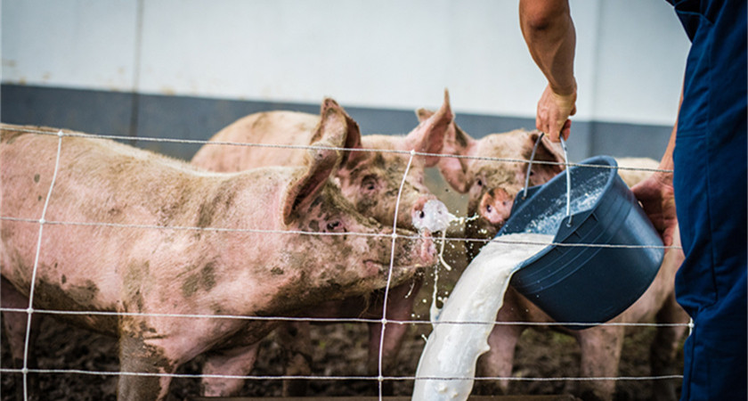 防治猪病好处多，锅底灰在养猪实践中的妙用！