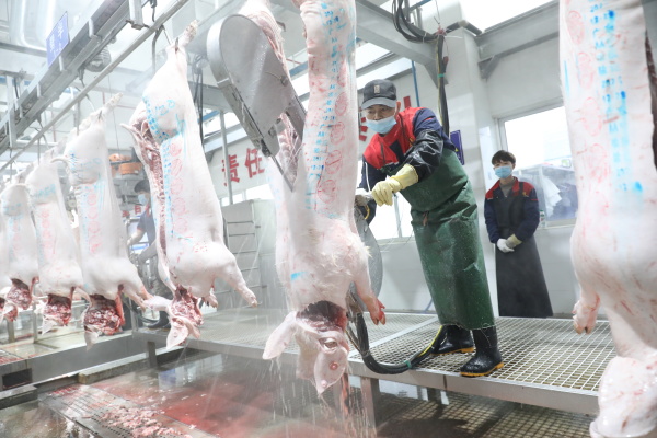 每天屠宰9000头猪，24年定点屠宰史，广东最牛的屠宰场是什么样的？
