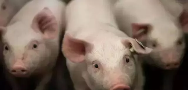 葡萄糖在养猪中有何重要作用？这篇文章告诉你！