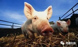 生猪去产能进程过半，2022年供应端持续收缩，短期生猪仍处于熊市预期中