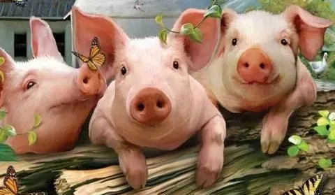 2021→2022，养猪人的生猪年度报告来了！全力以赴，乐观迎接新年的生猪市场！