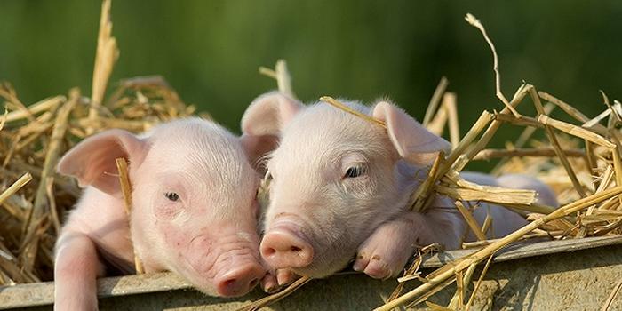 智能传感器检测仔猪腹泻，减少抗生素使用