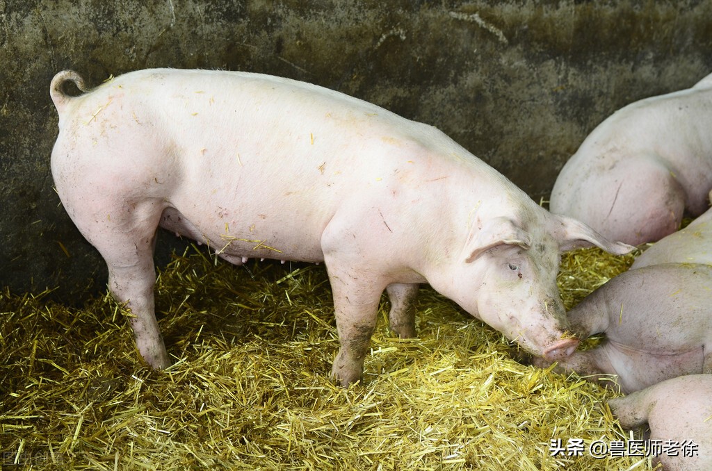 养猪常用的头孢，有四种不能配伍，养猪人要谨记
