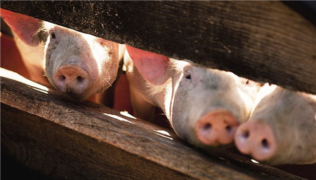猪场消毒和疫苗免疫存在哪些方面的误区？