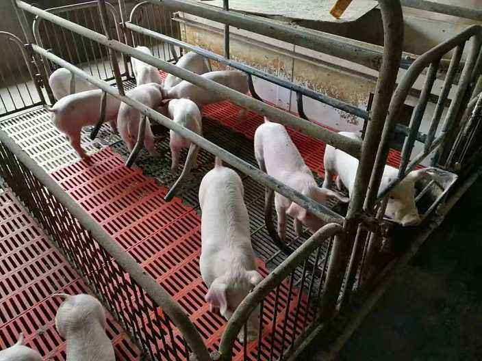 农村养猪“新模式”，异位发酵床技术，你家猪场适合吗？