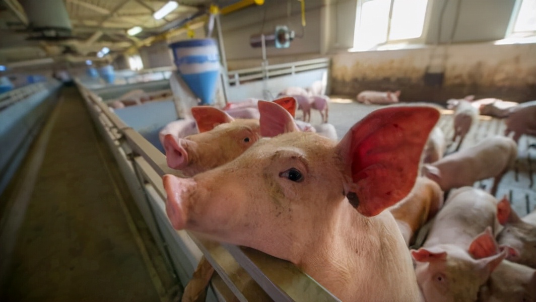 1月5日猪价：屠宰企业压价成功！养殖端提早放量！还有利好吗？