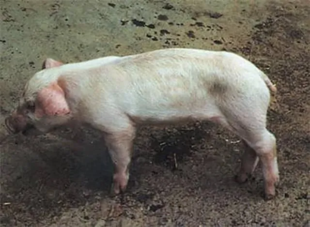 为什么猪体表发白，原因竟这么多？