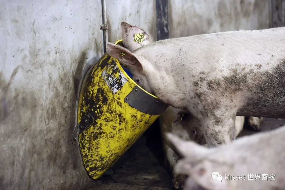 欧盟解除对猪饲料中使用动物副产品的禁令