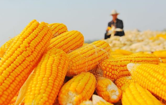 玉米重拾跌势，市场目前粮源充足，备货机会已到？