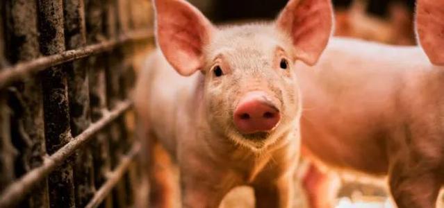 金新农2021年生猪累计销售收入20.37亿元 同比降5.26%