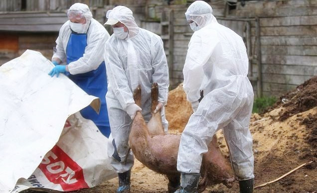 非洲猪瘟疫情通报：罗马尼亚43起，俄罗斯10起，拉脱维亚16起，多米尼亚25起