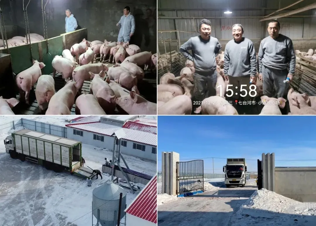 新年开门红，“买种猪送到家”，4920头天兆法系种猪成功交付！