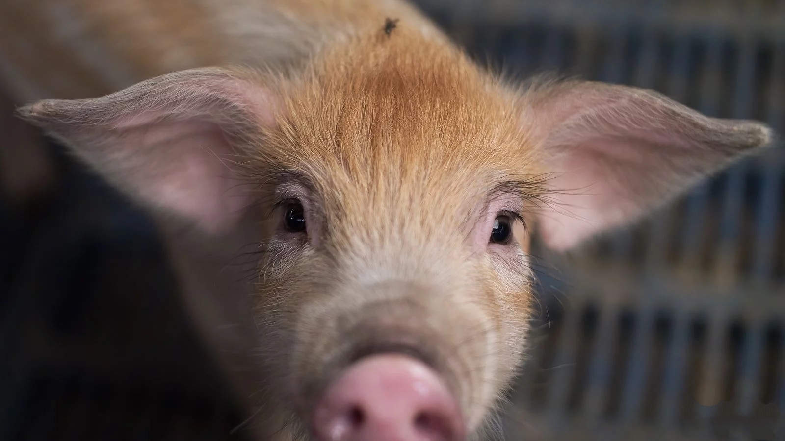 如何通过猪的眼结膜判断疾病症状？