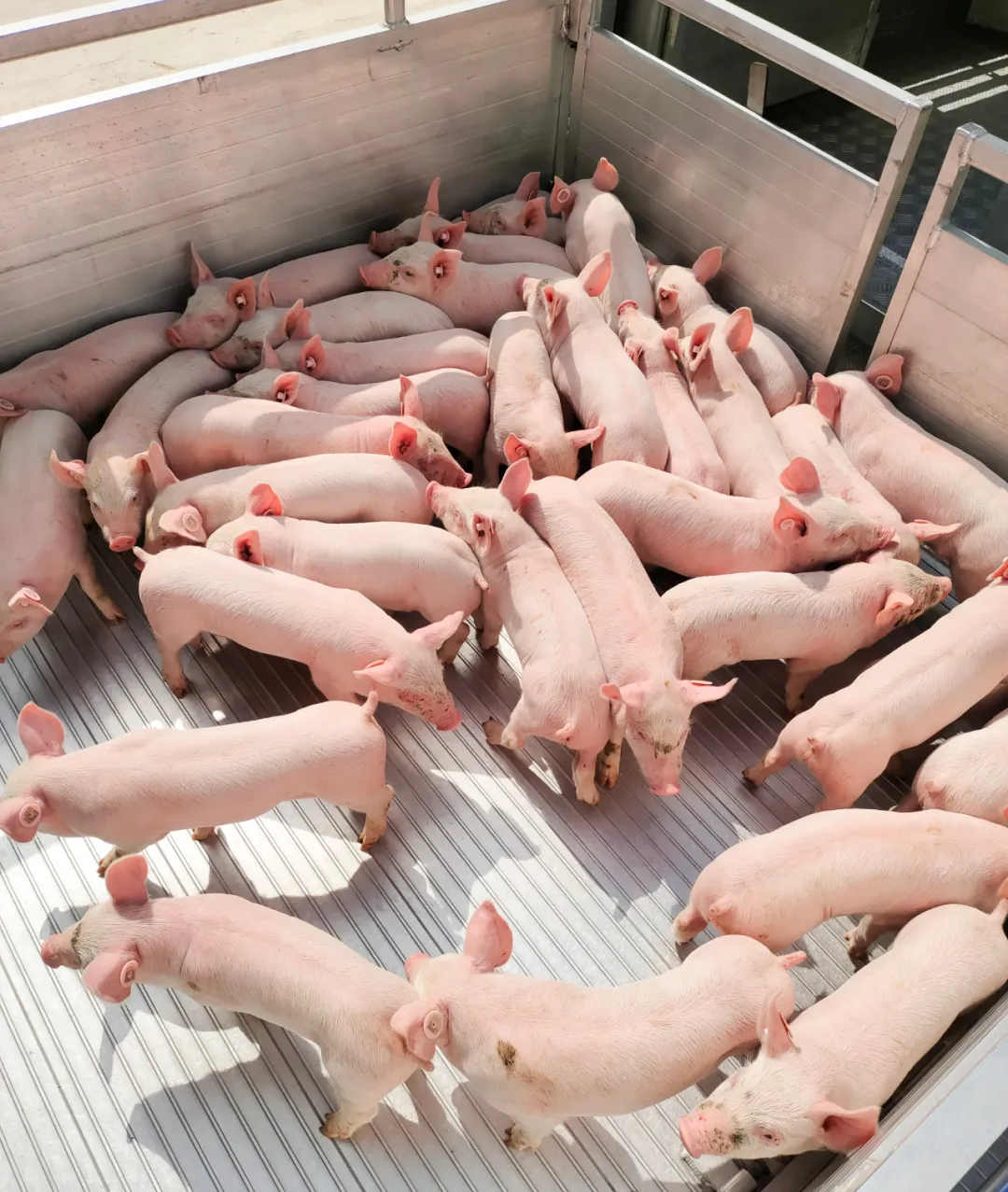 有实力却无猪可养？双胞胎“公司+农户”助您成功养猪！