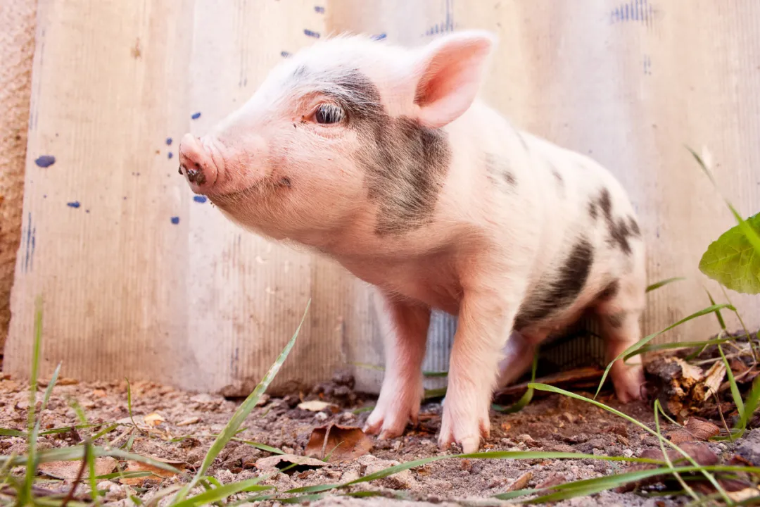 2022年养猪的5大挑战，养猪人应该如何应对？