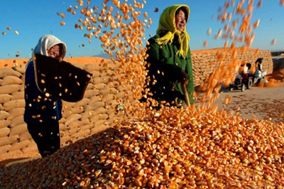 FAO：全球粮价创十年新高！玉米和小麦价格同比高出44.1%和31.3%