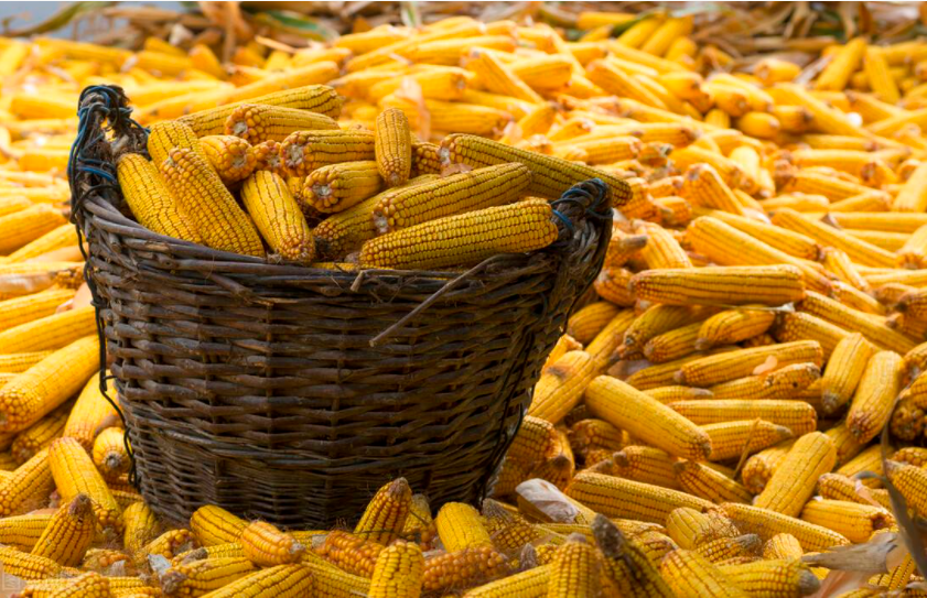 基层售粮节奏提升，玉米售粮有望破5，终于要涨了？