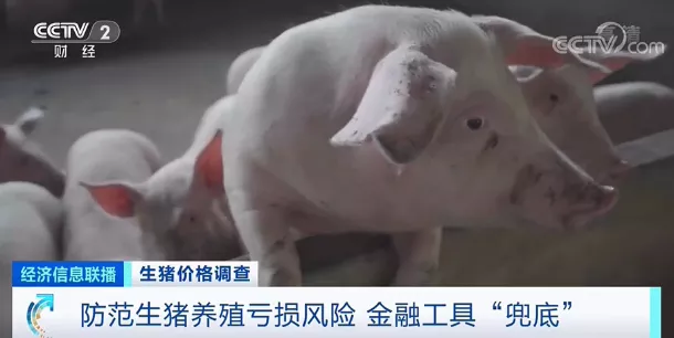 生猪节前集中出栏，价格“腰斩”，一头猪亏损近200元！接下来能涨吗？