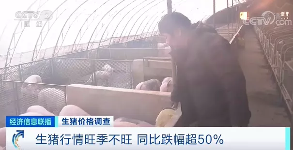 生猪节前集中出栏，价格“腰斩”，一头猪亏损近200元！接下来能涨吗？