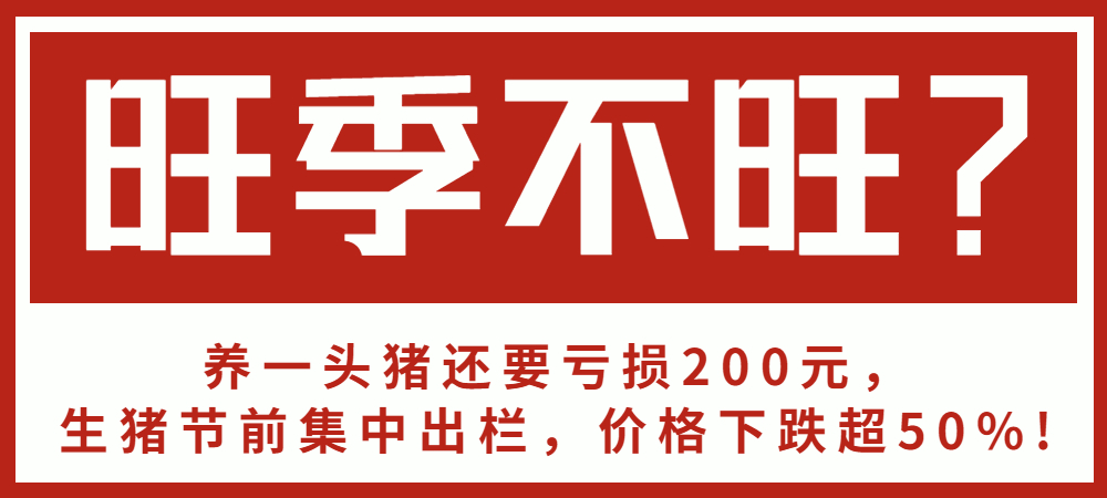 旺季不旺？养一头猪还要亏损200元，生猪节前集中出栏，价格下跌超50%！