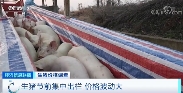 旺季不旺？！生猪节前集中出栏，价格下跌超50%！多地猪价跌到每斤8元以下