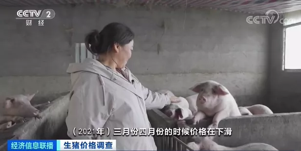 生猪节前集中出栏，价格“腰斩”，一头猪亏损近200元！接下来能涨吗？