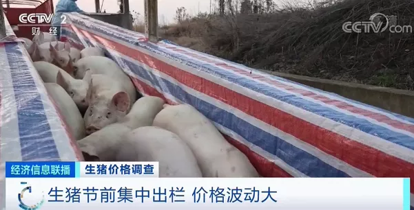 生猪节前集中出栏，价格“腰斩”，一头猪亏损近200元！接下来能涨吗？
