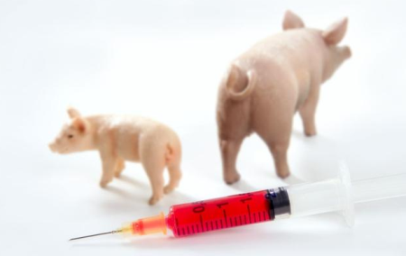给猪接种疫苗时如何让应激反应小一点，效果更好一点？