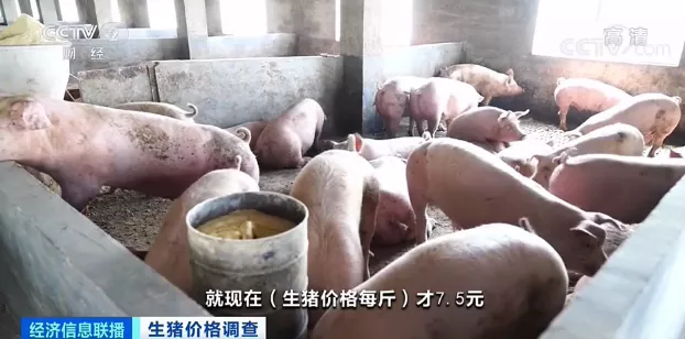 生猪节前集中出栏，价格“腰斩”，一头猪亏损近200元！接下来能涨吗？
