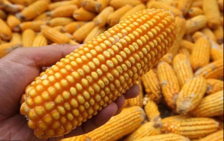 2022年01月11日全国各省市玉米价格行情，节前累库带来的隐忧，玉米大涨概率不大