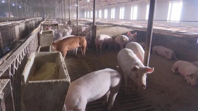 桦甸市公吉乡：5万余头生猪“参保”，养殖户更安心