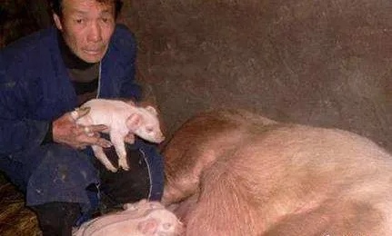 猪价下跌！温氏、正邦、牧原等卖猪8000万，已亏数百亿！农业农村部警告猪价趋势！