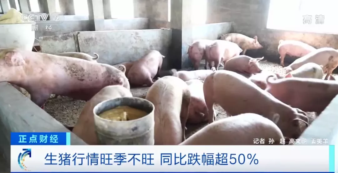 猪价下跌！温氏、正邦、牧原等卖猪8000万，已亏数百亿！农业农村部警告猪价趋势！
