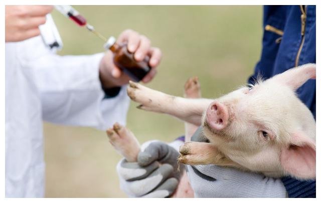 教你一手，怎样预防猪对疫苗过敏现象的发生！